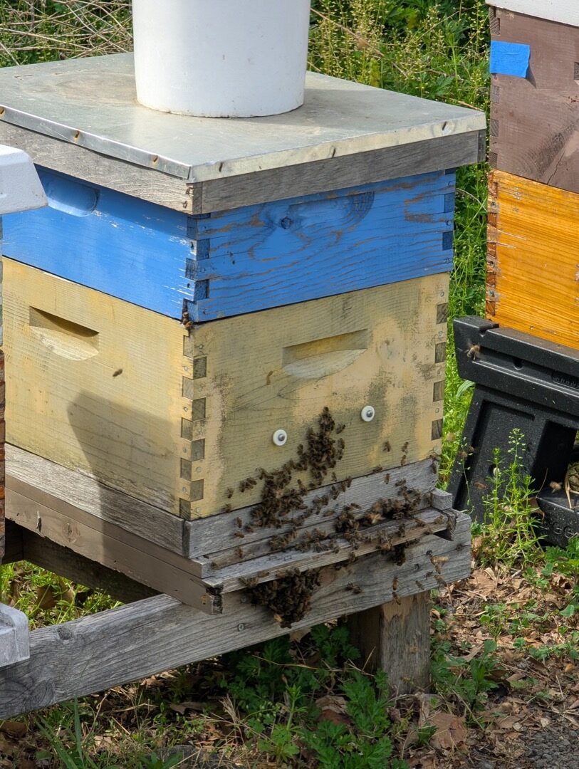 Bees active at the entrance of Hive 490B