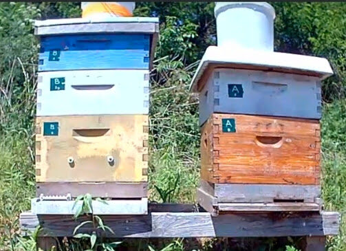 The two hives after swapping positions, now labeled Hive B and Hive A