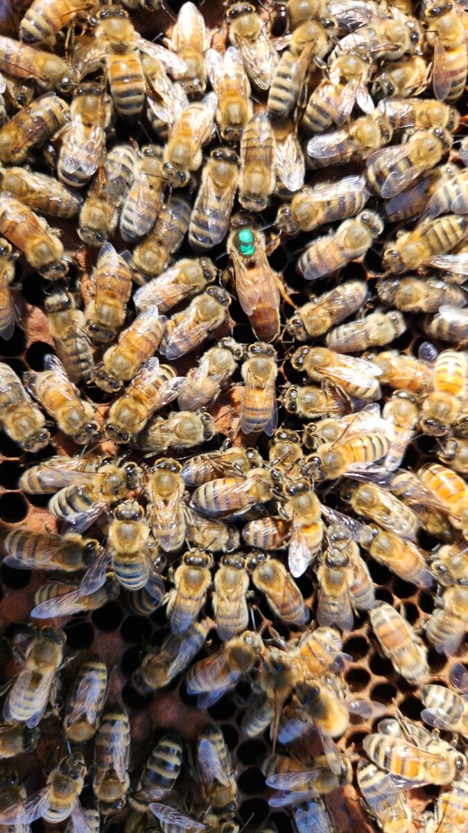 The marked queen bee, identified with a green dot, in Hive 490B