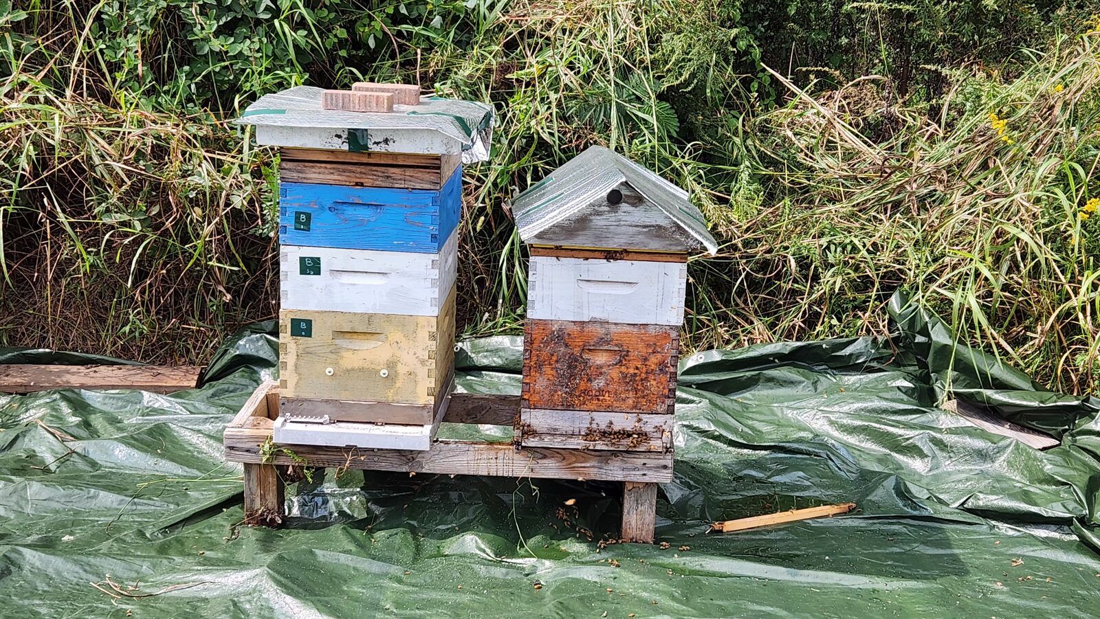 Hives fitted with reflective insulating covers to help beat the summer heat
