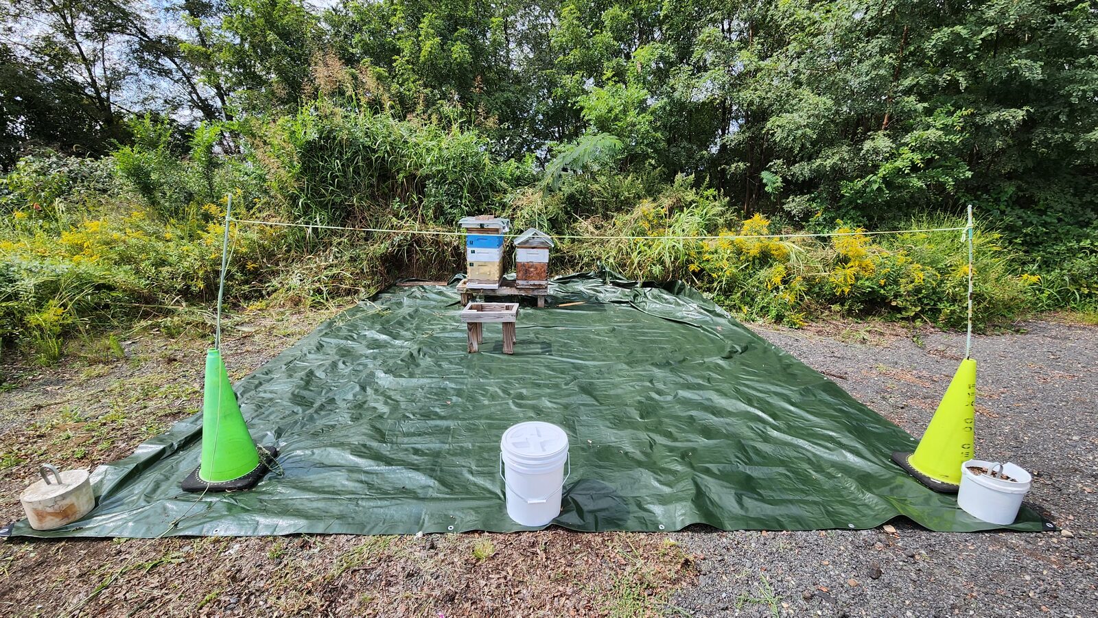 The bee yard cleared and covered with a tarp, before adding gravel