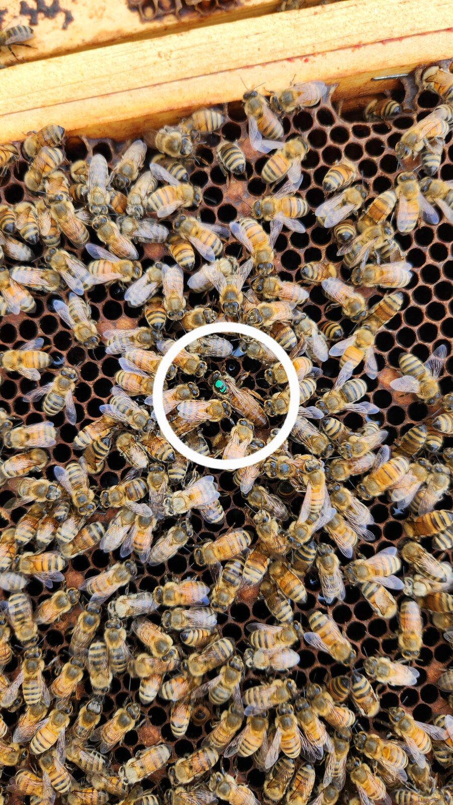 The original green-marked queen, still going strong in Hive B, circled