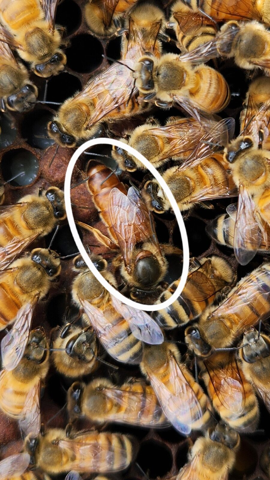 The unmarked queen in Hive A, circled